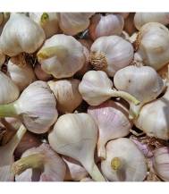 Česnek (1 kg/4 svazky/10ks)